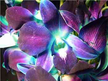 Bom Royal Blue Orchids - Dendromium