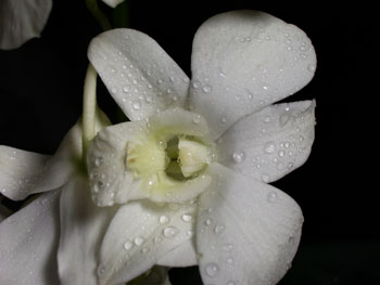 Bom White Orchids - Dendromium