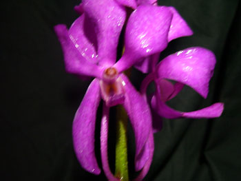 Deep Purple Orchids - Mokara