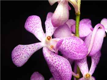 Pink Orchids - Mokara