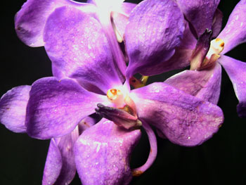 Purple Orchids - Mokara