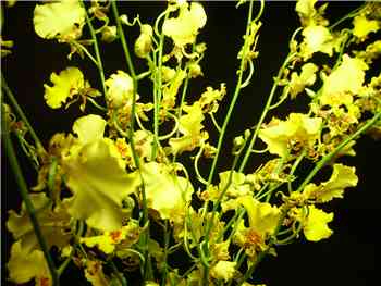 Yellow Orchids - Oncidium