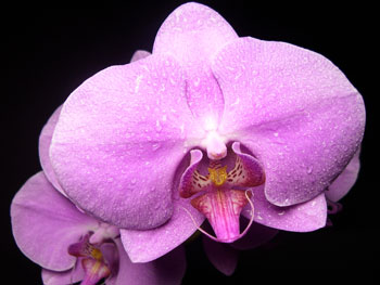 Phalaenopsis1 Orchids - Phalaenopsis