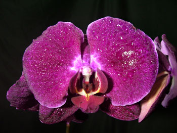 Phalaenopsis5 Orchids - Phalaenopsis