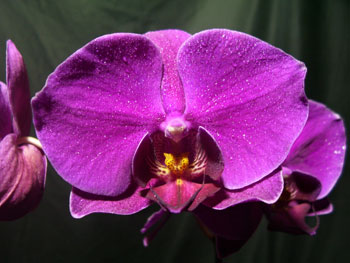 Phalaenopsis7 Orchids - Phalaenopsis