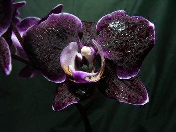 Phalaenopsis9 Orchids - Phalaenopsis