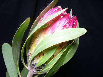 Jester Protea