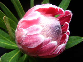 Pink Ice Protea