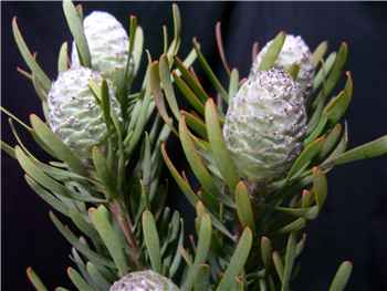 Silver Cone Protea