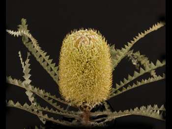 Green Proteaceae