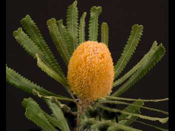 Orange Proteaceae