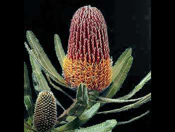 Strawberry Proteaceae