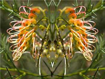 Dielsiana Proteaceae
