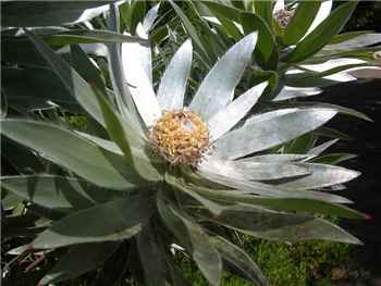 Argenteum Proteaceae