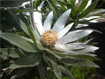 Argenteum Proteaceae