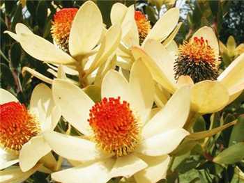 Flame Proteaceae