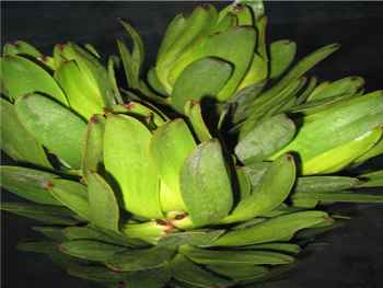 Laureolum Proteaceae