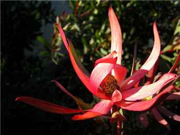 Silvan Red Proteaceae