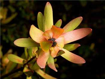 Tasmania Proteaceae