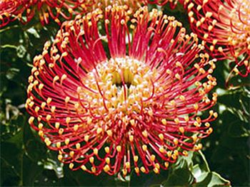 Flame Giant Proteaceae