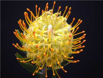 Goldie Proteaceae