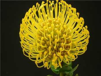 High Gold Proteaceae