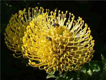 Yellow Proteaceae