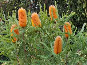 Ashbyi Proteaceae