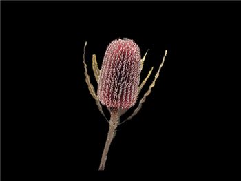 Banksia Mink Julep Proteaceae