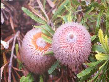 Baueri Proteaceae