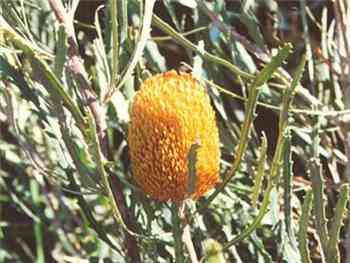 Benthamiana Proteaceae