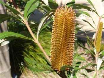 Conferta Proteaceae