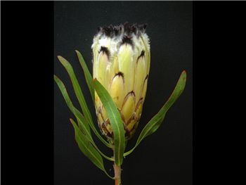 Cream Proteaceae