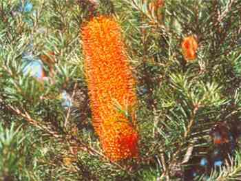 Giant Candles Proteaceae