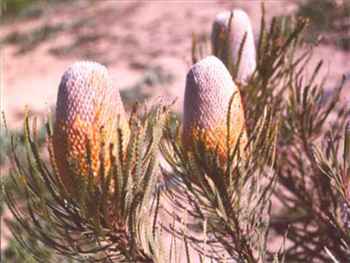 Hookeriana Proteaceae