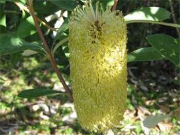 Integrifolia Proteaceae