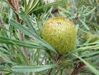 Laevigata Proteaceae