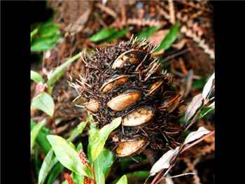 Laricina Proteaceae