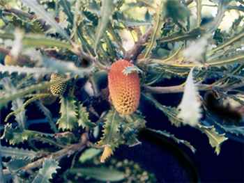 Lemanniana Proteaceae