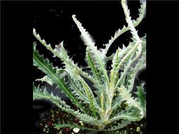 Lullfitzii Proteaceae