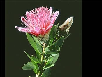 Mundii Proteaceae