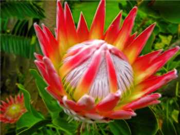 Red Proteaceae