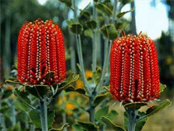 Scarlett Proteaceae