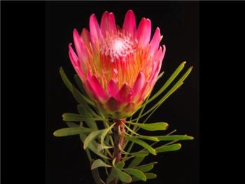 Sugar Bush Proteaceae