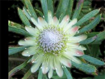 Thistle Sugarbush Proteaceae