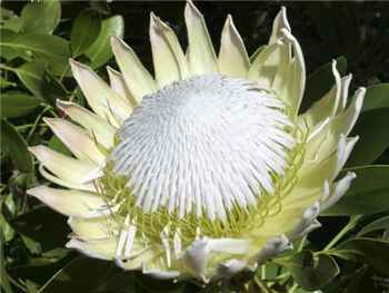 White Proteaceae