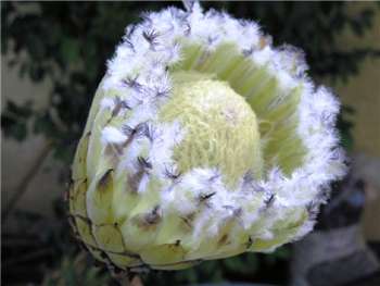 White Mink Proteaceae