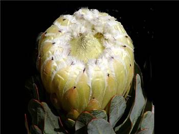 White Owl Proteaceae