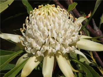 White Proteaceae