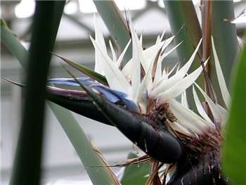 alba Strelitziaceae